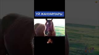 Үй жануарлары #үйжануарлары #shorts