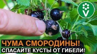 У смородины увядают побеги, цветки и ягоды? Это опасная болезнь!