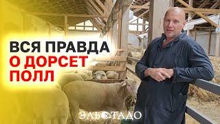 Самая уникальная порода овец! Какие породы овец подходят для России? Преимущества породы Дорсет Полл