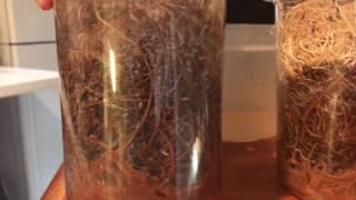 How to use Universal fruit fly media. Fruit fly cultures 101