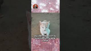 El gato de la azotea te necesita