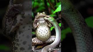 "Frog try to eat snake" #funnybaby #baby #abandonedvessels #rocketlaunch #cutebaby #ghostships