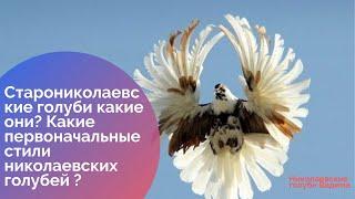 Старониколаевские голуби какие они? Какие первоначальные стили николаевских голубей ?