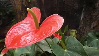 Largest Orchidarium in Europe at Estepona