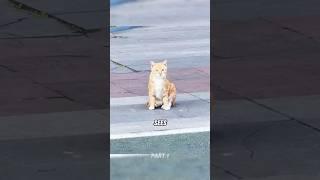 Forced to fish for the cats #animals #cute #cat