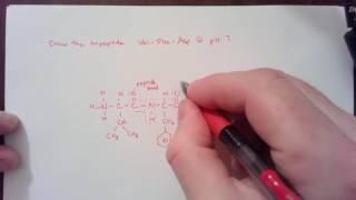 Drawing a tripeptide at pH 7