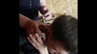 Дебил и черепаха