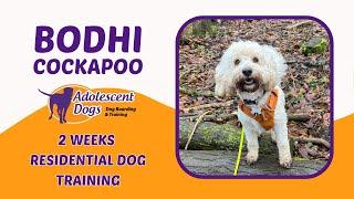 Bodhi the Cockapoo | 2 Weeks Residential Dog Training