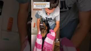 Growling Rottweiler showing love during towel time