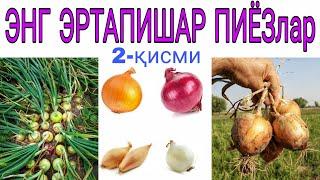 ЭНГ ЭРТПИШАР ПИЁЗ хақида маълумотлар №2