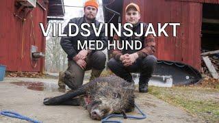 Vildsvinsjakt med hund  | Wild Boar Hunt