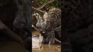 Mighty Jaguar: King of the Americas! #bigcats #wildanimals Subscribe @wildbiosphere for more