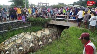 Amazing!! A farmer was attacked by a giant python, fortunately he was saved...