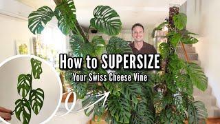How to continuously grow a large Monstera