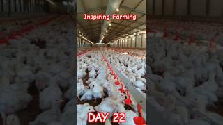 The process how chickens grow in 6 weeks (DAY 22)