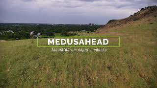 Medusahead