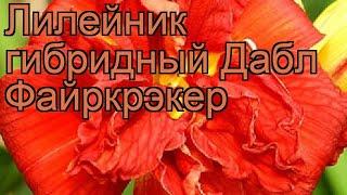 Лилейник гибридный Дабл Файркрэкер  обзор: как сажать, рассада лилейника Дабл Файркрэкер