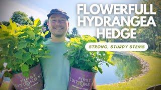 Planting a FlowerFull Hydrangea Hedge | The Southerner's Garden