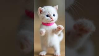 Tiny Cat Dance Happy Sunday #christiandance #religion #god #jesus #bible #cute #ai #DreamScreenAI