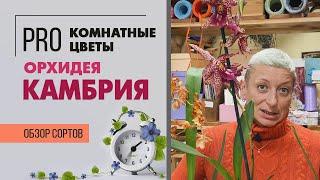 Камбрия - экзотическая орхидея | Гибрид  брассии, мильтонии и других орхидей | Как ухаживать