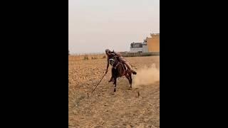 Nazabazi with Mubashar Tiwana#beautifulhorses #horse #pakistan#punjab #youtube#youtubeshorts