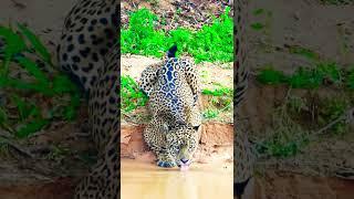 Tiger drinks water#shorts #short #tiger #sad #sahil #diy #cute #4k #1million #nature #sound