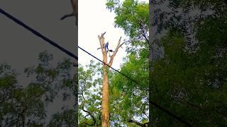 ▶️ This is not  Safe work..! // Tree cutting with Chainsaw #shorts #chainsaw