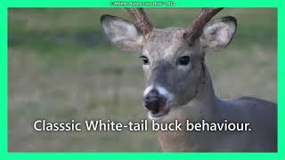 Classic White-tailed buck behaviour! #deer #venados #bigbucks #whitetaildeer #ciervo