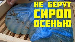 Почему пчелы не берут сахарный сироп осенью? что делать? Подкормка пчел осенью