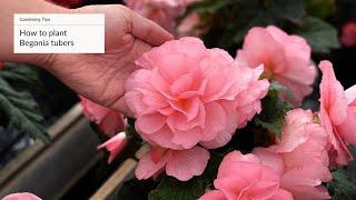 How To Plant Begonias | Gardening Tips with J. Parker's