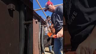 15 seconds per calf for vaccinations and identification.  Fast and very little stress on the calves.