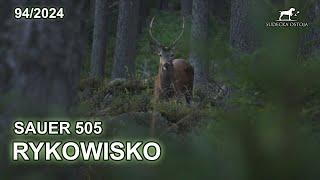 RYKOWISKO W SUDETACH 6 - Opinia o Sauer 505 - SUDECKA OSTOJA 94/2024 STAG CALLING HUNTING DEER