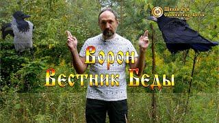 Ворон - Вестник Беды. [Ведзнич]