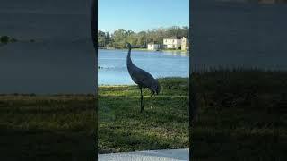 Sandhill Crane. Tampa Bless baby! #SaturdayMorning