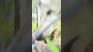 Curious Mexican Gray Wolves Boop Camera
