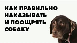 Как правильно наказать и поощрить собаку