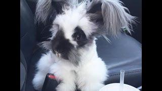 Rescued Angora Rabbit Has The Best Life now