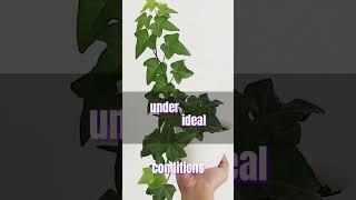 English ivy Plant #houseplants #indoorplants #plants