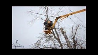 В городском округе приводят в порядок зеленые насаждения