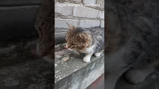 После вкусного завтрака. Няшный кот. / Cute cat. Funny cat.