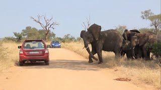 Why Idiots In Cars Shouldn't Drive Near Elephants.| Kruger Park Sightings