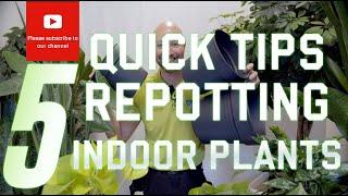 5 quick tips Repotting indoor plants