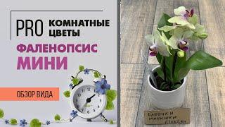 Орхидеи бабочки - малышки. Фаленопсисы мини: детки или вполне взрослые растения? Разберемся)