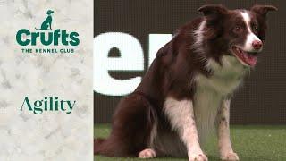 Agility - Championship Large/Intermediate Part 2 (Agility) | ​Crufts 2024