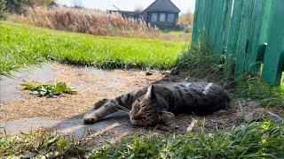 Выкопал картошку в деревне/делаю солонец для зайца