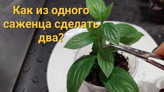 Зачем нужна прищипка и что такое перечеренковка?