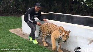 Lewis Hamilton Scares a Tiger