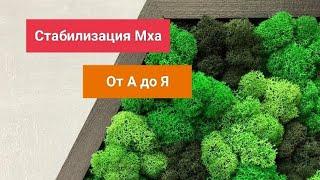 Стабилизация Мха от А до Я. Специфика, нюансы, мелочи, технология.