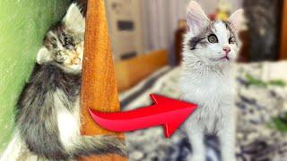 We have never seen so many fleas! Rescue a kitten. The kitten is looking for a home! SANI vlog