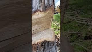 Open face cut   #bayarea #arborist #sanfranciscoarborist #openfacecut